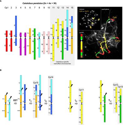 The evolution of the hypotetraploid Catolobus pendulus genome – the poorly known sister species of Capsella